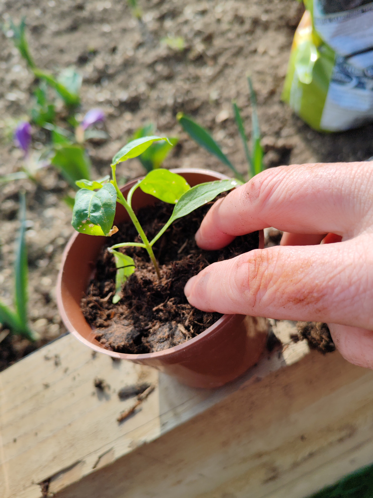 Community Garden planting begins