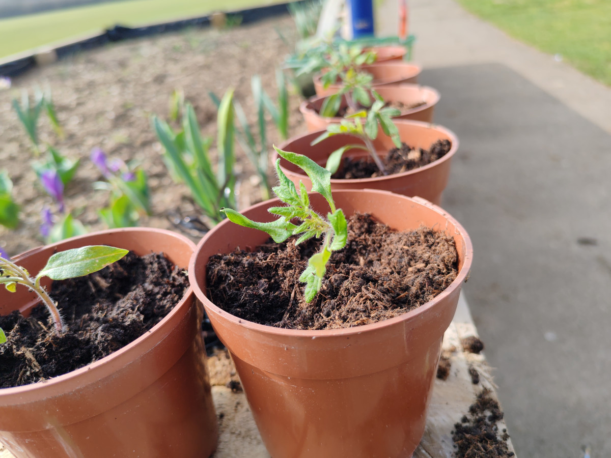 Community Garden planting begins